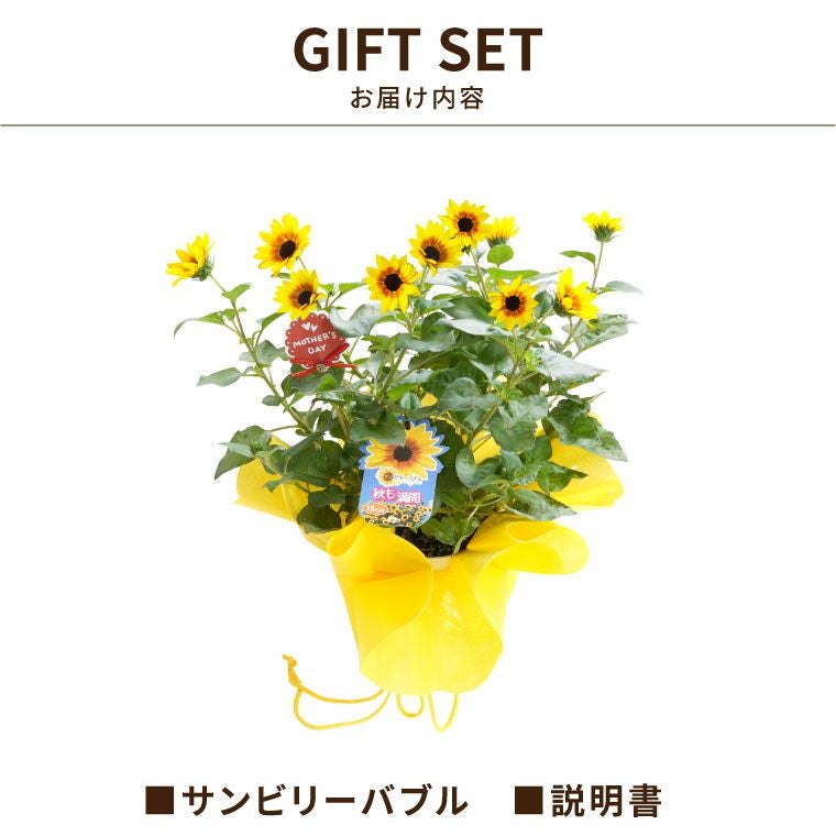 1000輪 チャレンジ！ ひまわり 5号鉢の鉢植え 』｜横浜花まりか