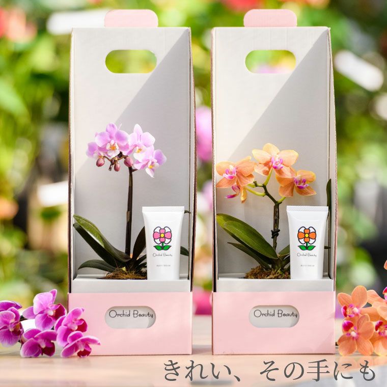 マイクロ胡蝶蘭＆オーキッドビューティハンドクリームセット』 鉢植え