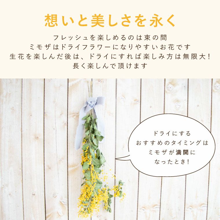 エターナルブーケ ～春限定ミモザ～ 生花