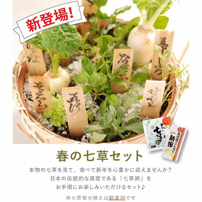 春の七草籠＆食べれる七草＆新米コシヒカリ・3点セット